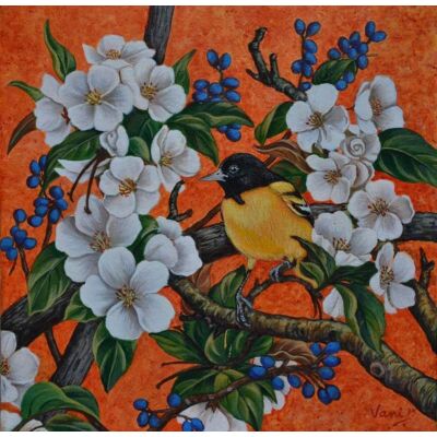 Oriole1