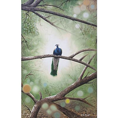 Peacock in Forest