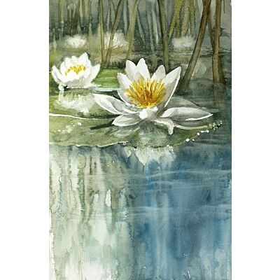 Water Lily 2 A